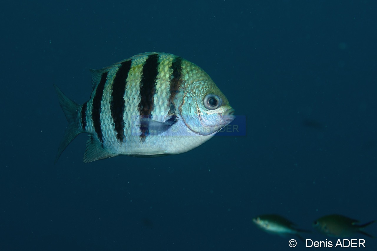 Abudefduf-saxatilis-sergent major-Bonaire Buddy reef-8m-20120217-Denis-ADER-DSC_6277_tn.jpg